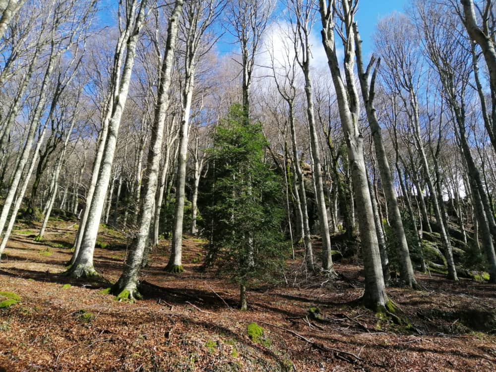 foreste casentinesi trekking