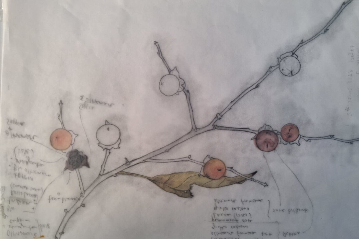 laboratorio firenze acquerello botanico